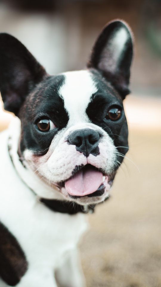 black and white boston terrier puppy